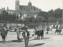 Salamanca. Feria del ganado, al fondo el Tormes y la catedral de Salamanca.Feria ganadera en Sala...